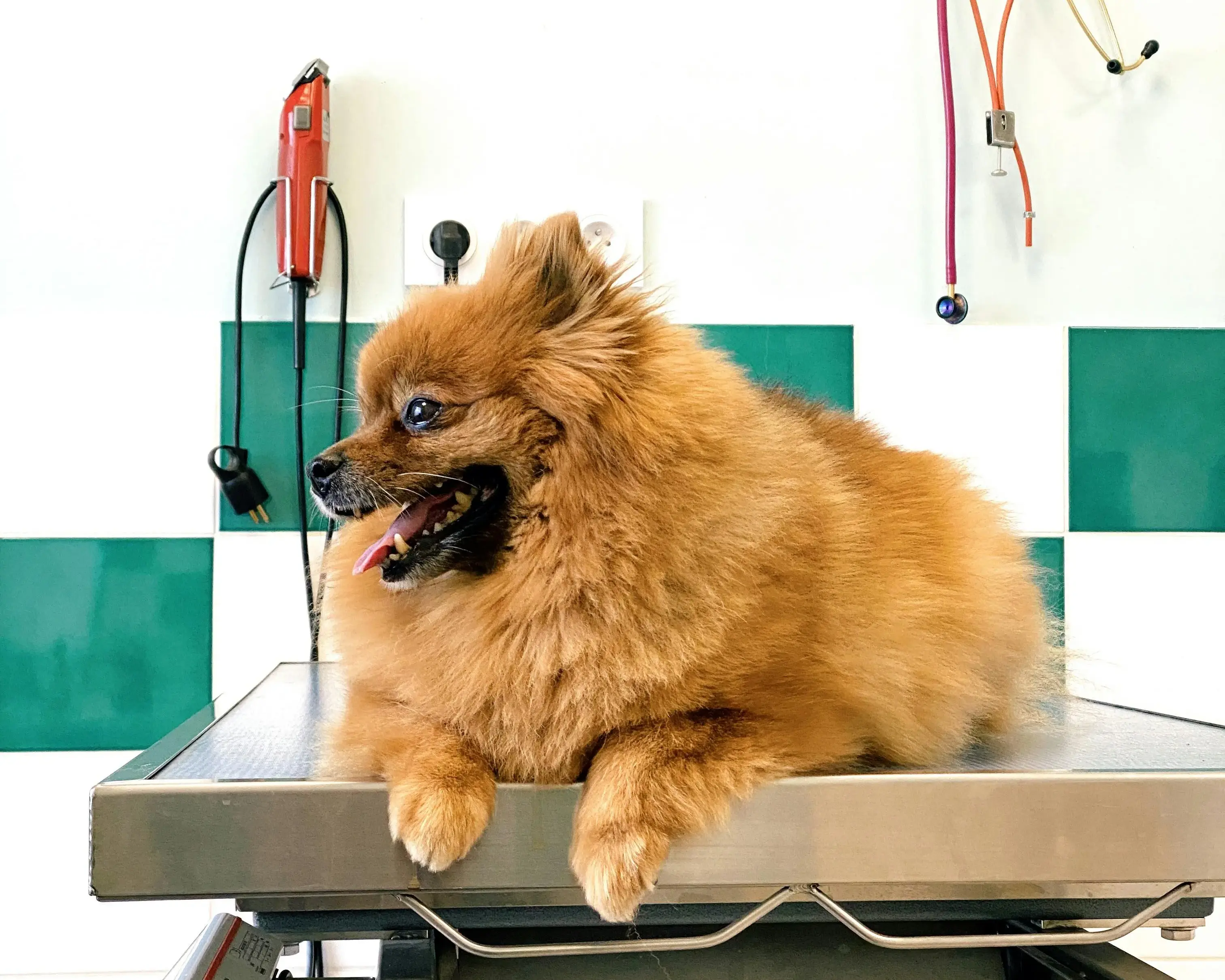 Błąd weterynarza a odszkodowanie