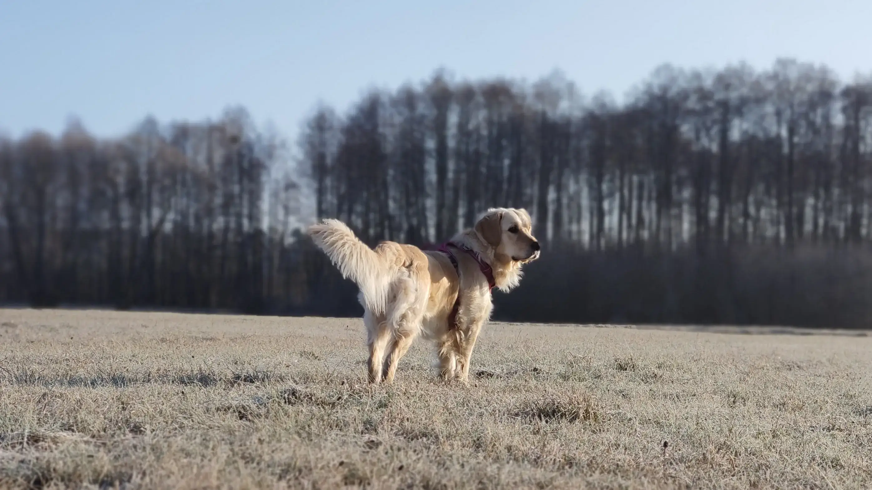 Błędy weterynaryjne – ochrona praw właścicieli zwierząt